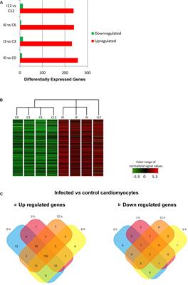 Early Trypanosoma cruzi Infection Triggers mTORC1-Mediated Respiration Increase and Mitochondrial Biogenesis in Human Primary Cardiomyocytes